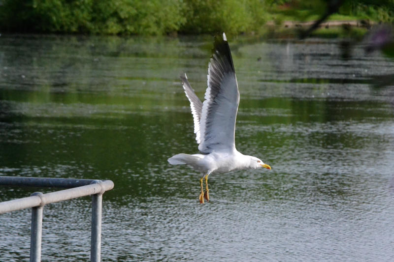 A gull, with wings outstretched, taking off over the surface of a reservoir with greenery on the far bank in the distance